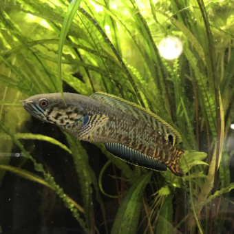 aquariophile brendon-guillaume