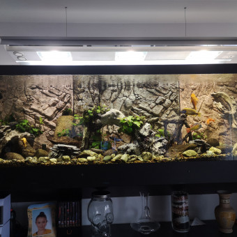 Annonce poissons, aquarium, Nantes (44100) - WA173000648