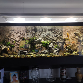 aquariophile Jeff44