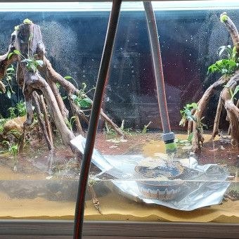 aquariophile SharkLaw