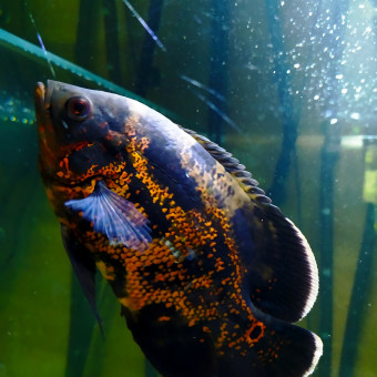 aquariophile Sinox29