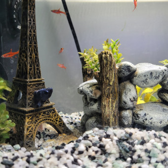 aquariophile anne-c