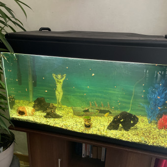 aquariophile nicolas-fde