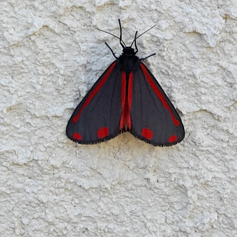 aquariophile Tifrenchy