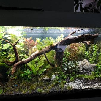 aquariophile Aquanoach