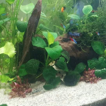 aquariophile will-cazeau