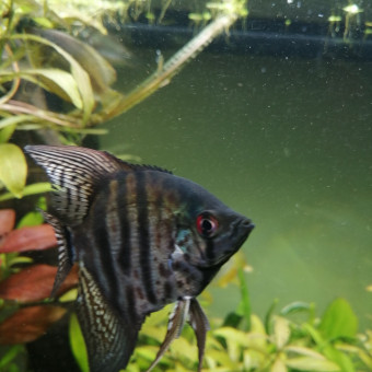 aquariophile Rami62