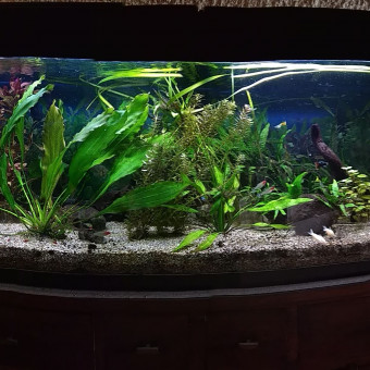 aquariophile Brazil