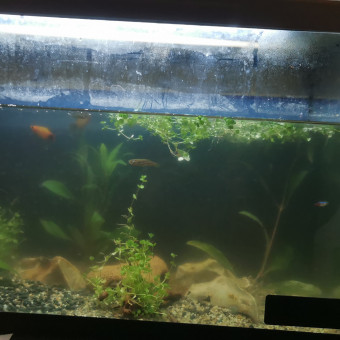 aquariophile Lylianl76