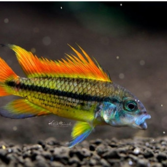 aquariophile Pierre6250