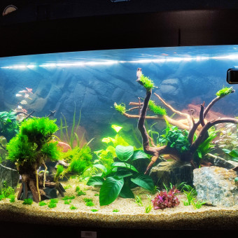 aquariophile dodozen