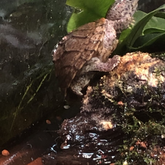 aquariophile Manuereva