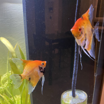 aquariophile Joel59234