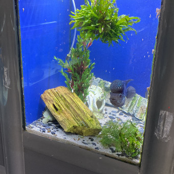 aquariophile bryan-ortiz