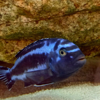 aquariophile elodie-teddy