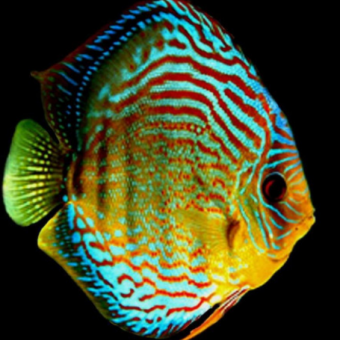 aquariophile jess-richiero