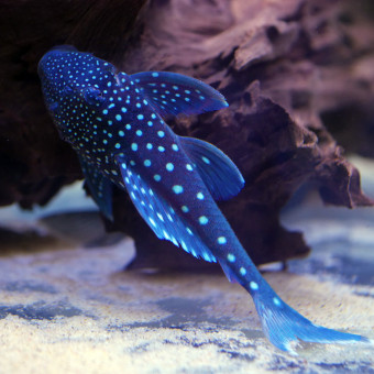 aquariophile Tatoo27