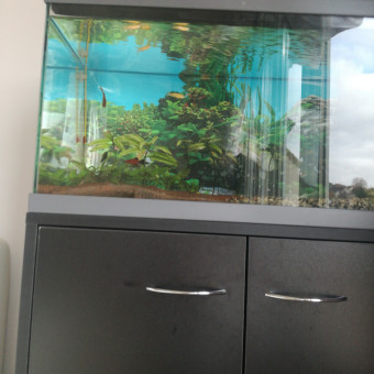 aquariophile Eleveuse