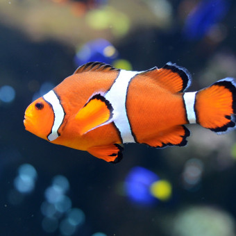 aquariophile dadoudream44