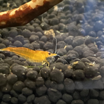 aquariophile Cedric38