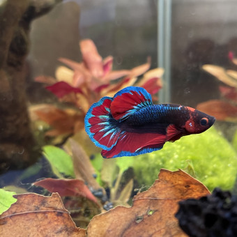 aquariophile Richard46