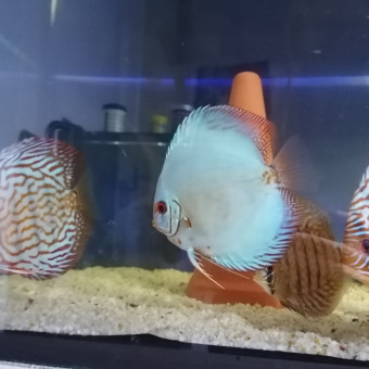 aquariophile Discus42