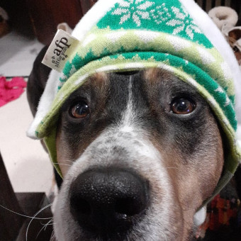 aquariophile Solpdmox