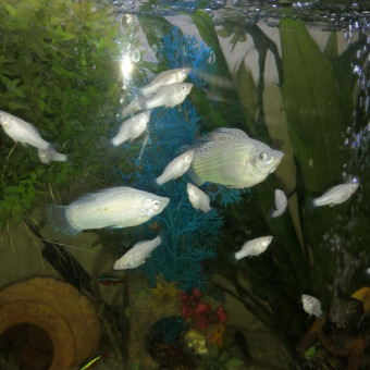 aquariophile toftof59229