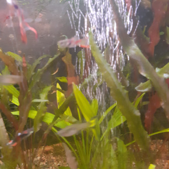 aquariophile Guppy03