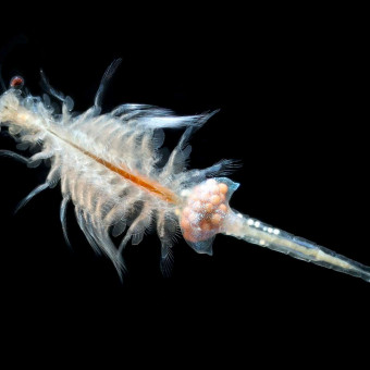 aquariophile artemiadirect