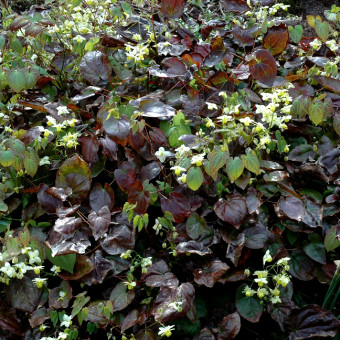 aquariophile Crypto404