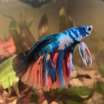 aquariophile Camilleds