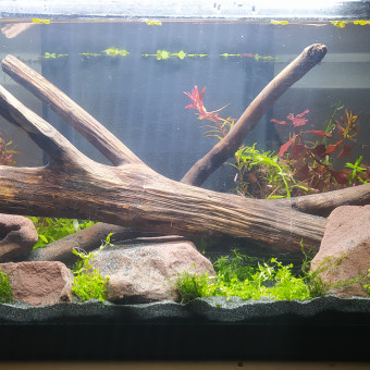 aquariophile Sirius