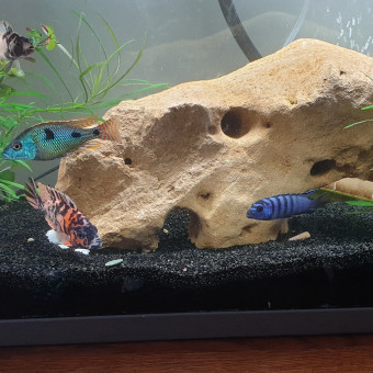 aquariophile Fnacus