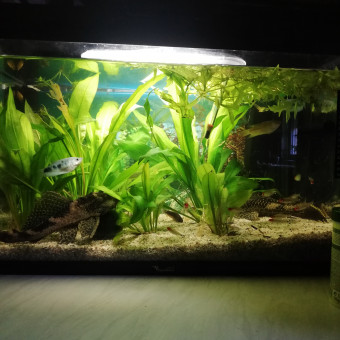 aquariophile Jayetsab