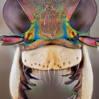 aquariophile ElGerrothorax