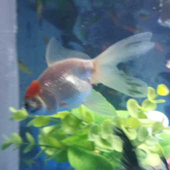 aquariophile Cristina15