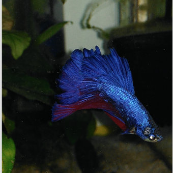 aquariophile Suprems