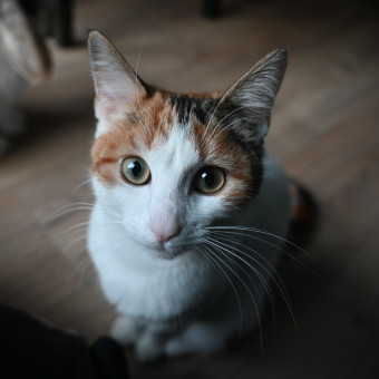 aquariophile Getget4