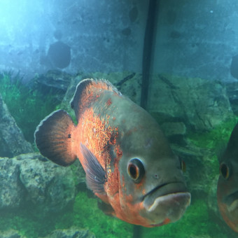aquariophile Jany