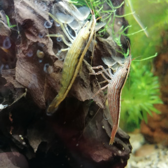 aquariophile Louvic2