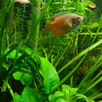 aquariophile Poiskaill