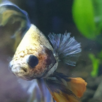 aquariophile Lytchee