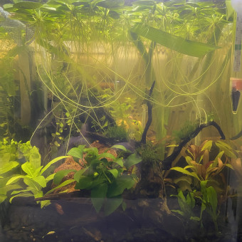 aquariophile wanda-gouard