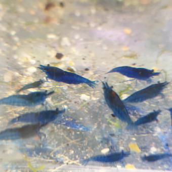 aquariophile Caridina33