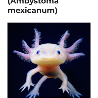 aquariophile axolotl64