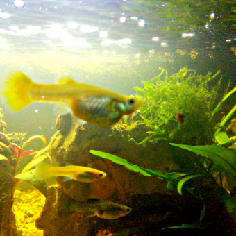 aquariophile KisxFire