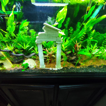 aquariophile Nissar06