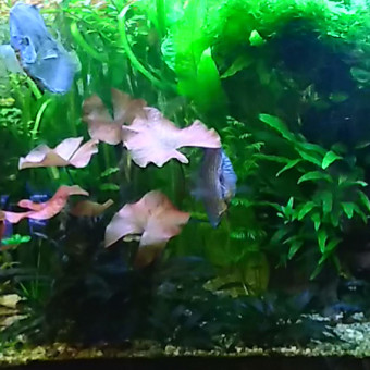 aquariophile BacAmaz