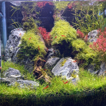 aquariophile Comar